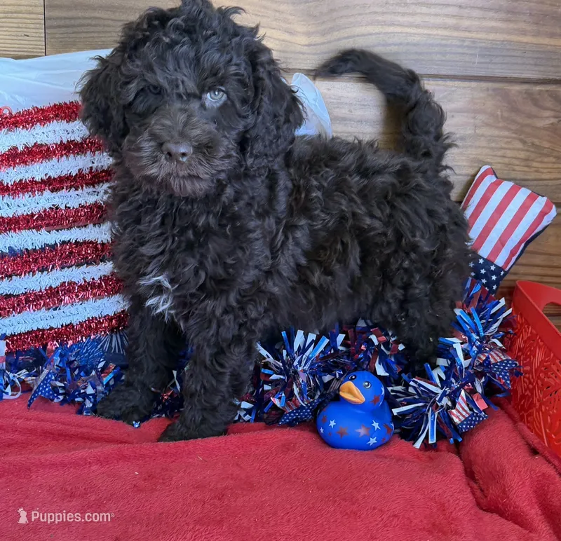 Deano – Miniature Goldendoodle puppy for sale in Gaffney, SC