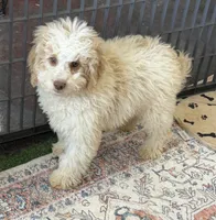 Spirit, a male Miniature Goldendoodle for sale in Gaffney, SC – 9 of 9