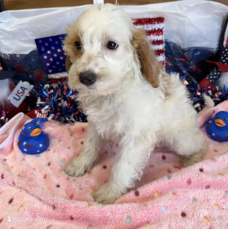 Patty – Miniature Labradoodle puppy for sale in Gaffney, SC