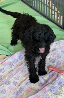 Jet, a female Miniature Labradoodle for sale in Gaffney, SC – 1 of 6