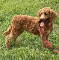 Tanzy, a female Miniature Labradoodle for sale in Gaffney, SC – 4 of 8