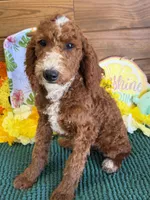 Casanova, a male Miniature Labradoodle for sale in Gaffney, SC – 3 of 6