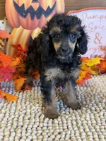 Anna, a female Poodle - Toy  for sale in Gaffney, SC – 2 of 3