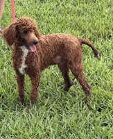 Fireball, a male Poodle - Miniature  for sale in Gaffney, SC – 6 of 6