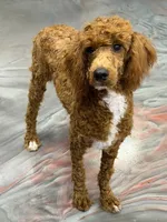 Fireball, a male Poodle - Miniature  for sale in Gaffney, SC – 2 of 6