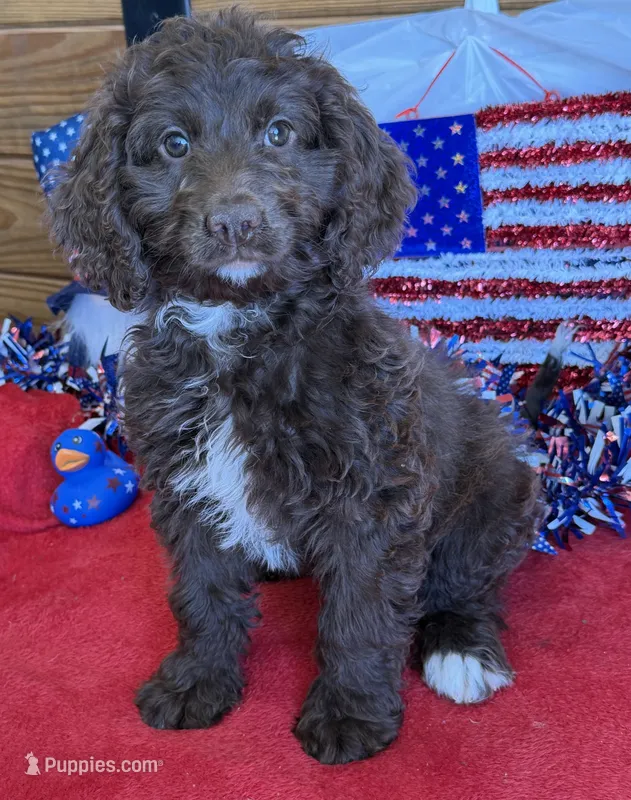 Callie – Miniature Goldendoodle puppy for sale in Gaffney, SC