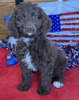 Callie, a female Miniature Goldendoodle for sale in Gaffney, SC – 1 of 3