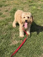 Oliver, a male Cavapoo for sale in Gaffney, SC – Photo 3 of 3