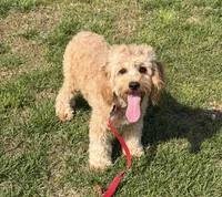 Oliver, a male Cavapoo for sale in Gaffney, SC – Photo 2 of 3