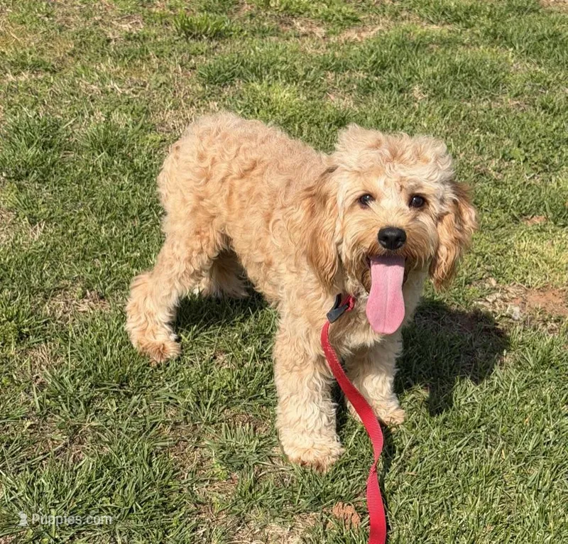 Oliver – Cavapoo puppy for sale in Gaffney, SC