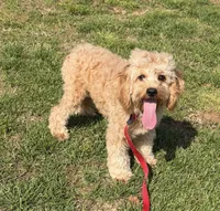 Oliver, a male Cavapoo for sale in Gaffney, SC – Photo 1 of 3