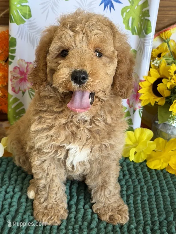 Thompson – Miniature Goldendoodle puppy for sale in Gaffney, SC