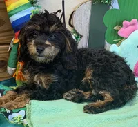 Betsy, a female Cockapoo for sale in Gaffney, SC – Photo 2 of 4