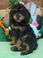 Betsy, a female Cockapoo for sale in Gaffney, SC – Photo 3 of 4