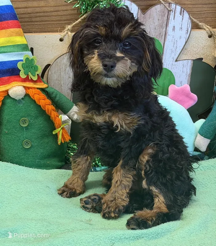 Betsy – Cockapoo puppy for sale in Gaffney, SC