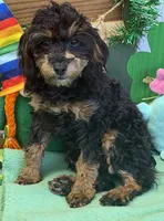 Betsy, a female Cockapoo for sale in Gaffney, SC – Photo 4 of 4