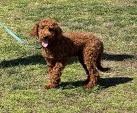 Jolly, a male Miniature Goldendoodle for sale in Gaffney, SC – Photo 2 of 4