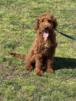 Jolly, a male Miniature Goldendoodle for sale in Gaffney, SC – Photo 4 of 4