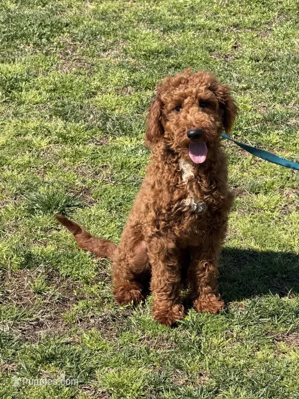 Jolly – Miniature Goldendoodle puppy for sale in Gaffney, SC