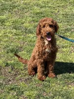 Jolly, a male Miniature Goldendoodle for sale in Gaffney, SC – Photo 1 of 4