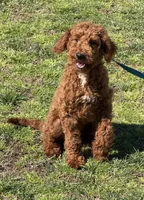 Jolly, a male Miniature Goldendoodle for sale in Gaffney, SC – Photo 3 of 4