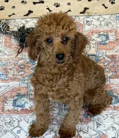 Adam, a male Poodle - Toy  for sale in Gaffney, SC – 3 of 5