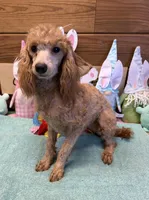 Gidget, a female Poodle - Miniature  for sale in Gaffney, SC – Photo 3 of 3