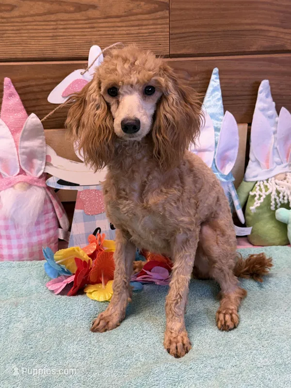 Gidget – Poodle - Miniature  puppy for sale in Gaffney, SC