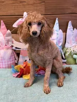Gidget, a female Poodle - Miniature  for sale in Gaffney, SC – Photo 1 of 3