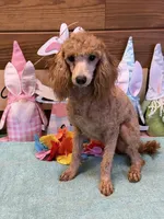 Gidget, a female Poodle - Miniature  for sale in Gaffney, SC – Photo 2 of 3