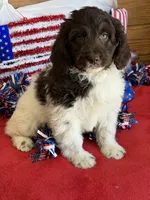 Marie, a female Miniature Goldendoodle for sale in Gaffney, SC – 4 of 7