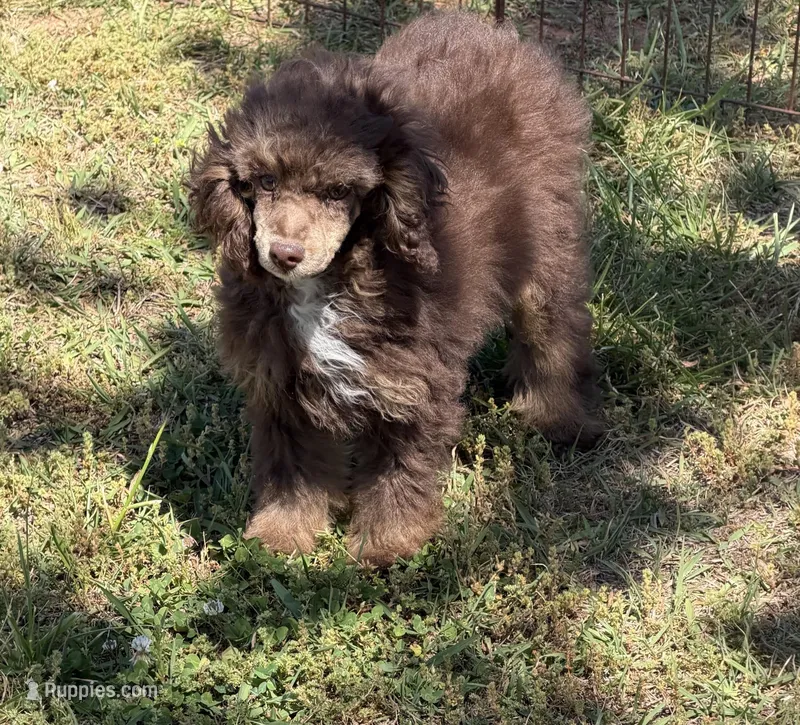 Twix – Poodle - Miniature  puppy for sale in Gaffney, SC