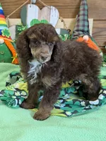 Twix, a male Poodle - Miniature  for sale in Gaffney, SC – Photo 2 of 3