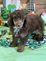 Twix, a male Poodle - Miniature  for sale in Gaffney, SC – Photo 3 of 3