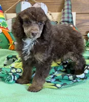 Twix, a male Poodle - Miniature  for sale in Gaffney, SC – Photo 1 of 3