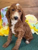 Casanova, a male Miniature Labradoodle for sale in Gaffney, SC – 5 of 6