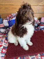 Maxx, a male Miniature Goldendoodle for sale in Gaffney, SC – 3 of 10
