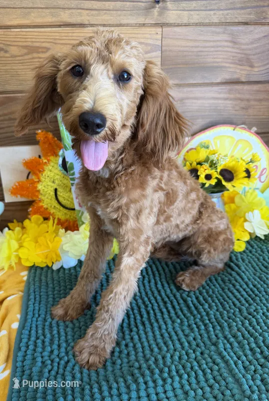 Tanzy – Miniature Labradoodle puppy for sale in Gaffney, SC
