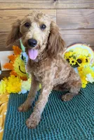 Tanzy, a female Miniature Labradoodle for sale in Gaffney, SC – 1 of 4
