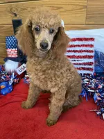 Lacy, a female Poodle - Toy  for sale in Gaffney, SC – 4 of 5