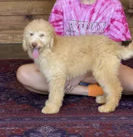 Sunshine, a male Labradoodle for sale in Gaffney, SC – 3 of 6