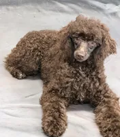 Hershall, a male Poodle - Miniature  for sale in Gaffney, SC – 9 of 10