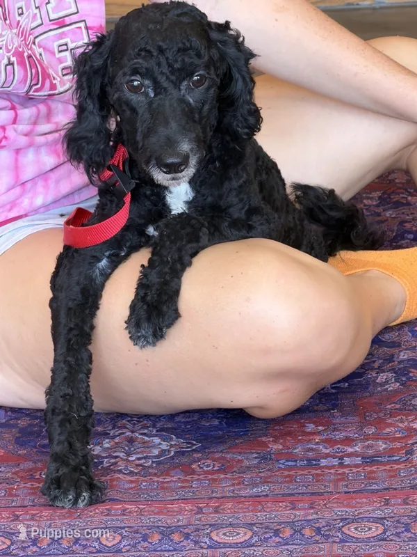 Jet – Miniature Labradoodle puppy for sale in Gaffney, SC