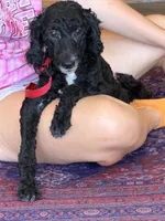 Jet, a female Miniature Labradoodle for sale in Gaffney, SC – 1 of 6