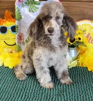 Speckles, a male Poodle - Toy  for sale in Gaffney, SC – 4 of 4