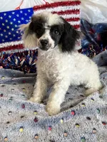 Bandit, a male Poodle - Toy  for sale in Gaffney, SC – 4 of 7