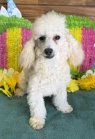 Newton, a male Poodle - Toy  for sale in Gaffney, SC – 2 of 5