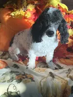 Petie, a male Poodle - Toy  for sale in Gaffney, SC – Photo 2 of 4