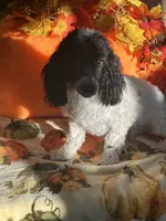 Petie, a male Poodle - Toy  for sale in Gaffney, SC – Photo 3 of 4