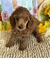 Lucy, a female Poodle - Miniature  for sale in Gaffney, SC – 4 of 4